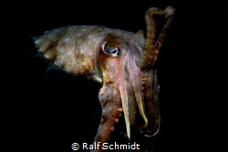 Nightdive and close contact to a nightswimmer... by Ralf Schmidt 